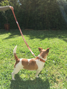 Collier et laisse HERMES pour chien en cuir marron