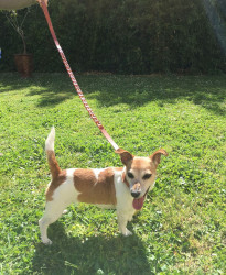 Collier et laisse HERMES pour chien en cuir marron