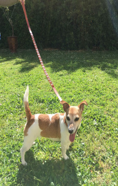 Collier et laisse HERMES pour chien en cuir marron